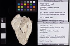 Foto (Objket + Etiketten) von Cracensigillatus acutirostris (Moericke, 1889) 